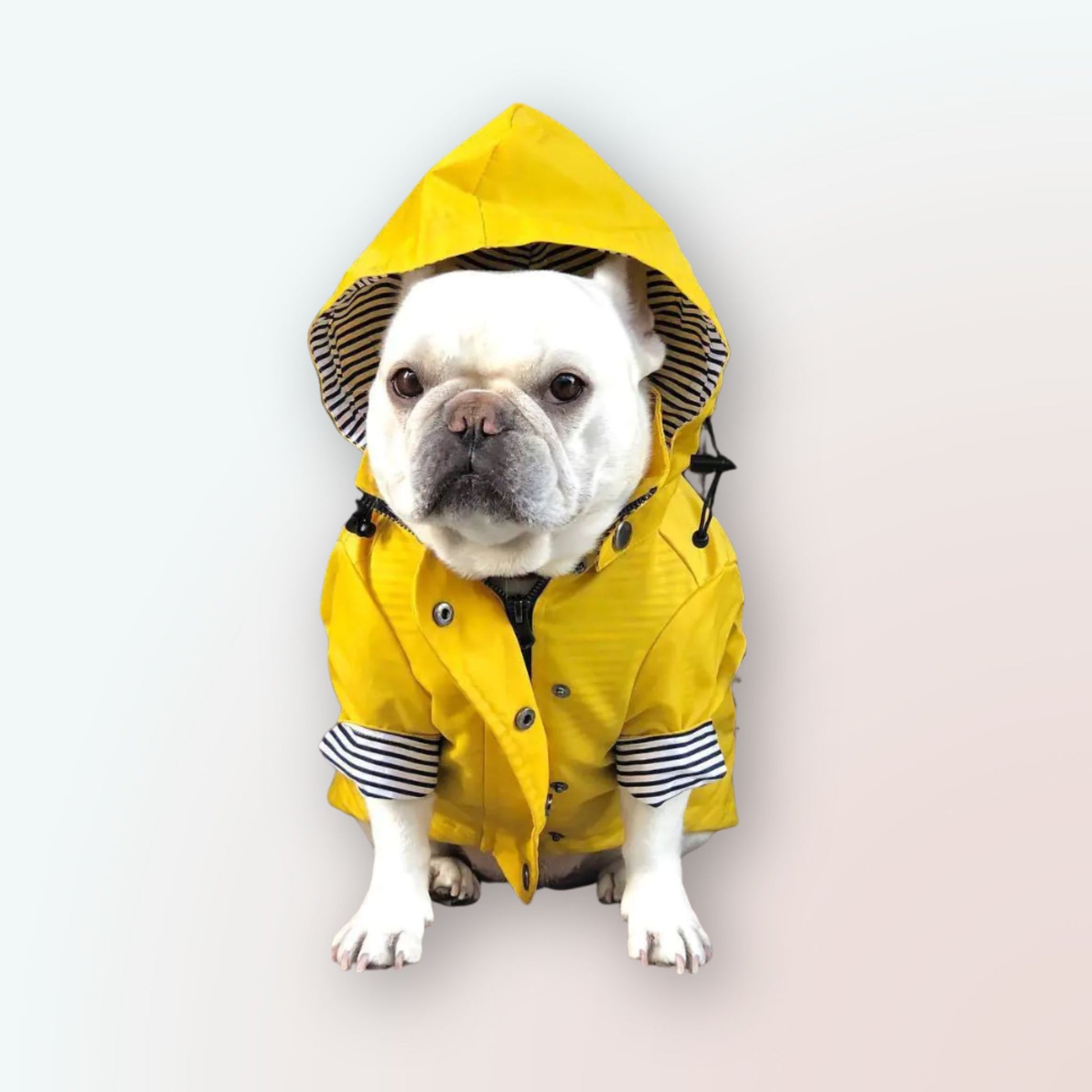 Der Britisch-Retro Regenmantel von Tide Brand für Ihren Hund