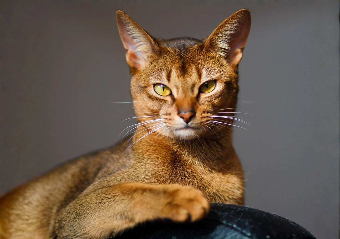 Die dunkle Seite des Schnurrens: 7 schaurige Fakten über Katzen, die dir den Schlaf rauben werden