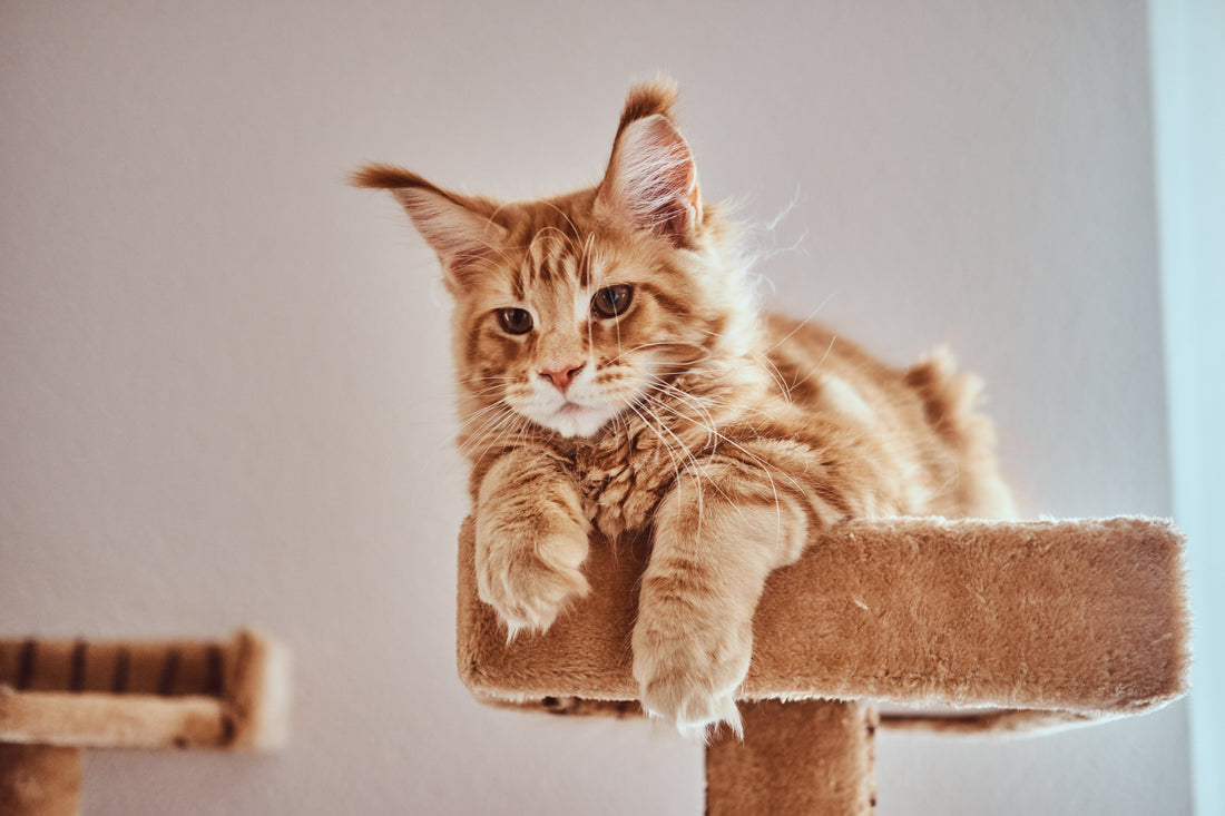 Psychohygiene für Katzen: Warum deine Katze „wütend“ wirkt und wie du ihr seelisches Gleichgewicht wiederherstellst