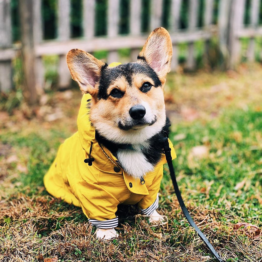 Der Britisch-Retro Regenmantel von Tide Brand für Ihren Hund