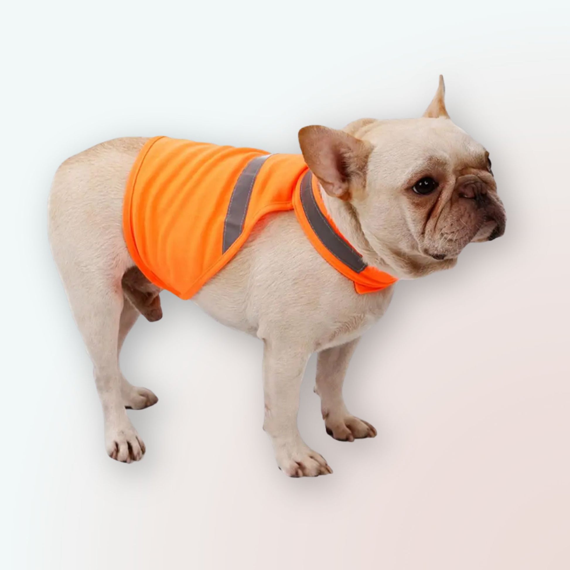 Sicher & Stilvoll: Unsere Reflektierende Haustierkleidung für Hunde