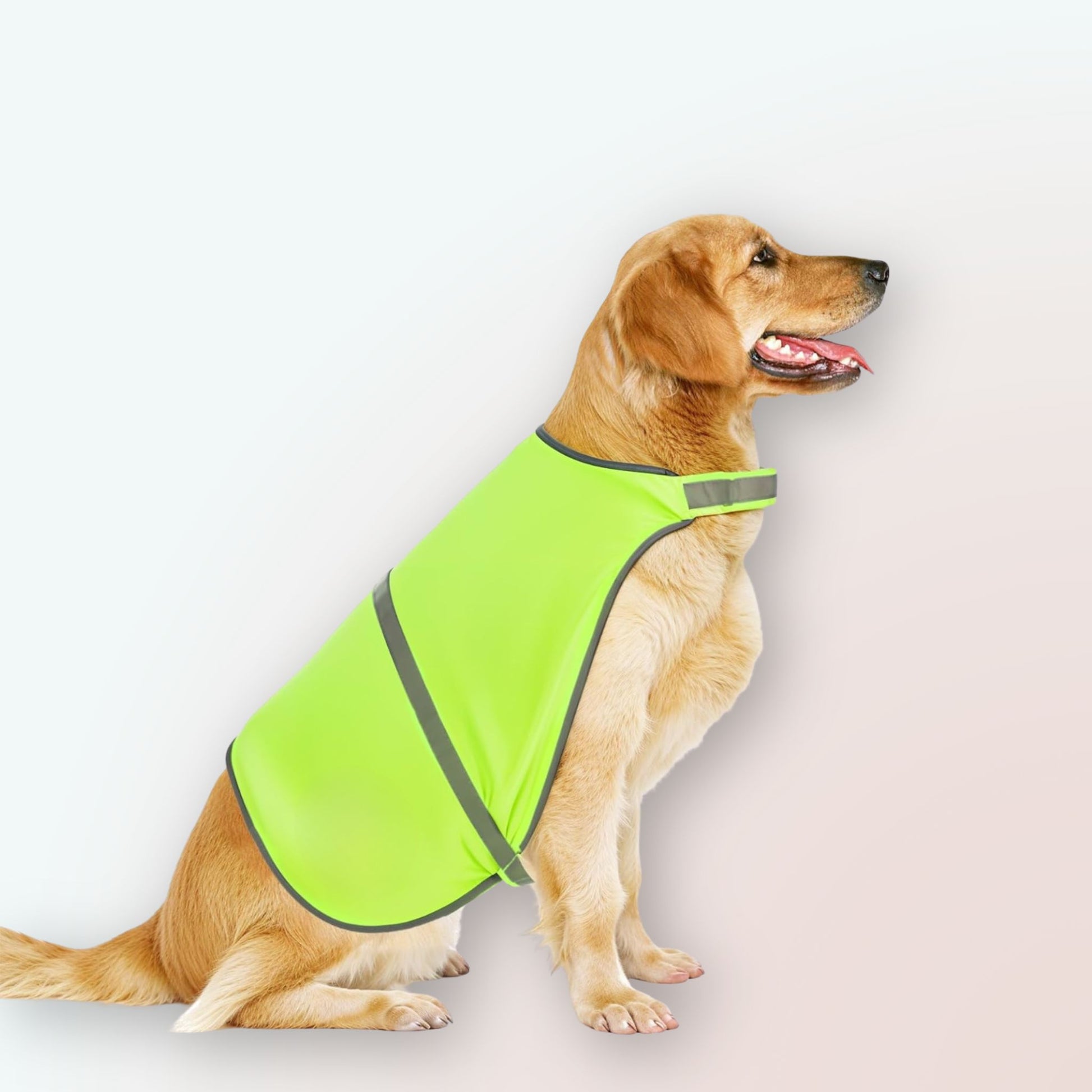 Sicher & Stilvoll: Unsere Reflektierende Haustierkleidung für Hunde