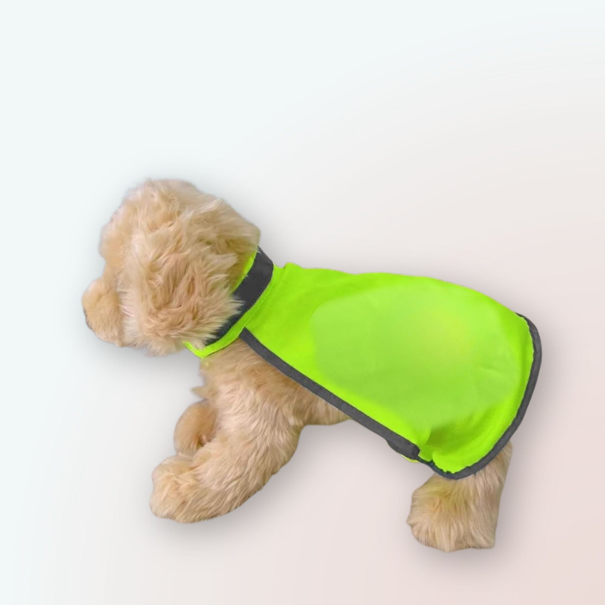 Sicher & Stilvoll: Unsere Reflektierende Haustierkleidung für Hunde