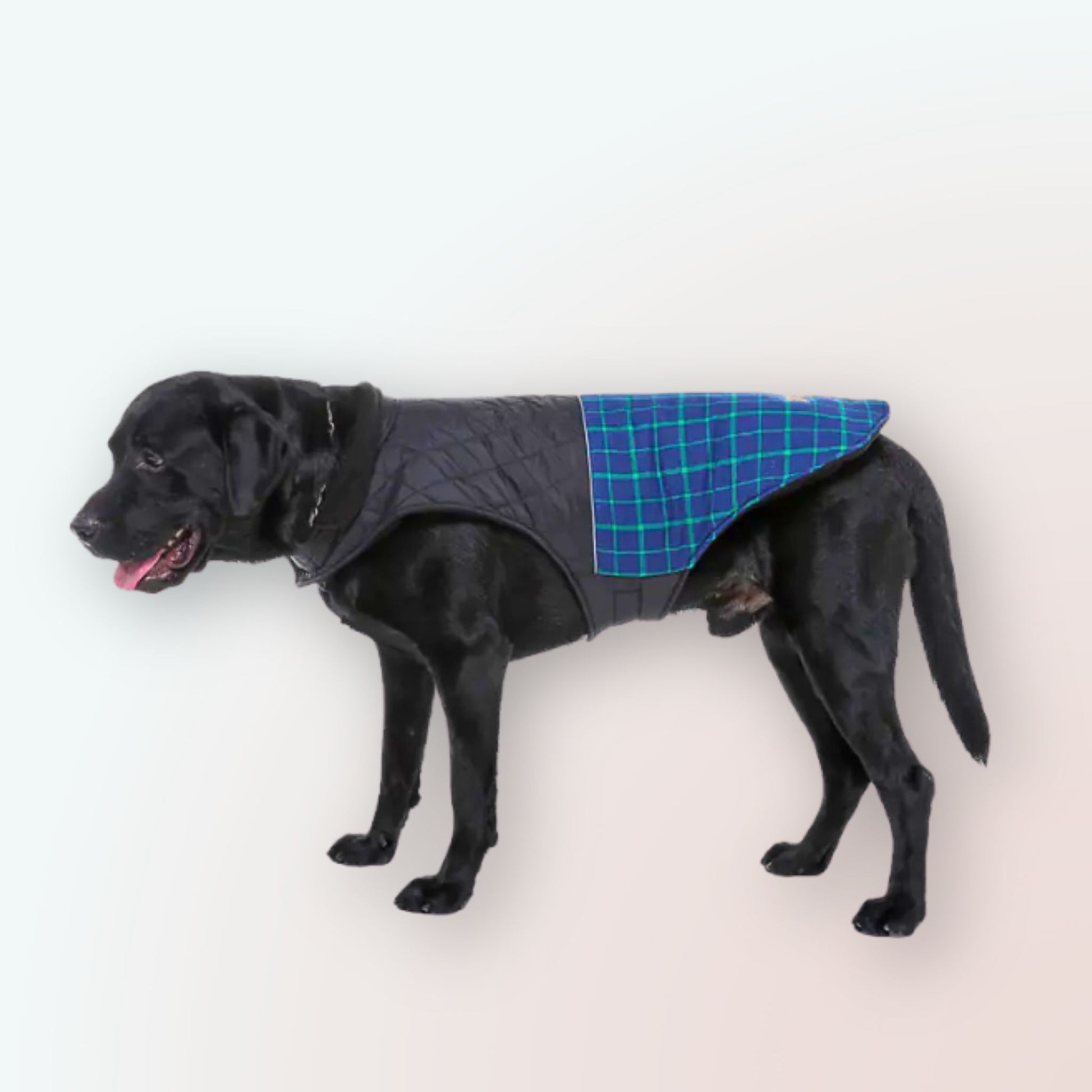 Warm & Winddicht: Unser Karierter Wintermantel für Hunde – Perfekt für Kleine bis Grosse Rassen