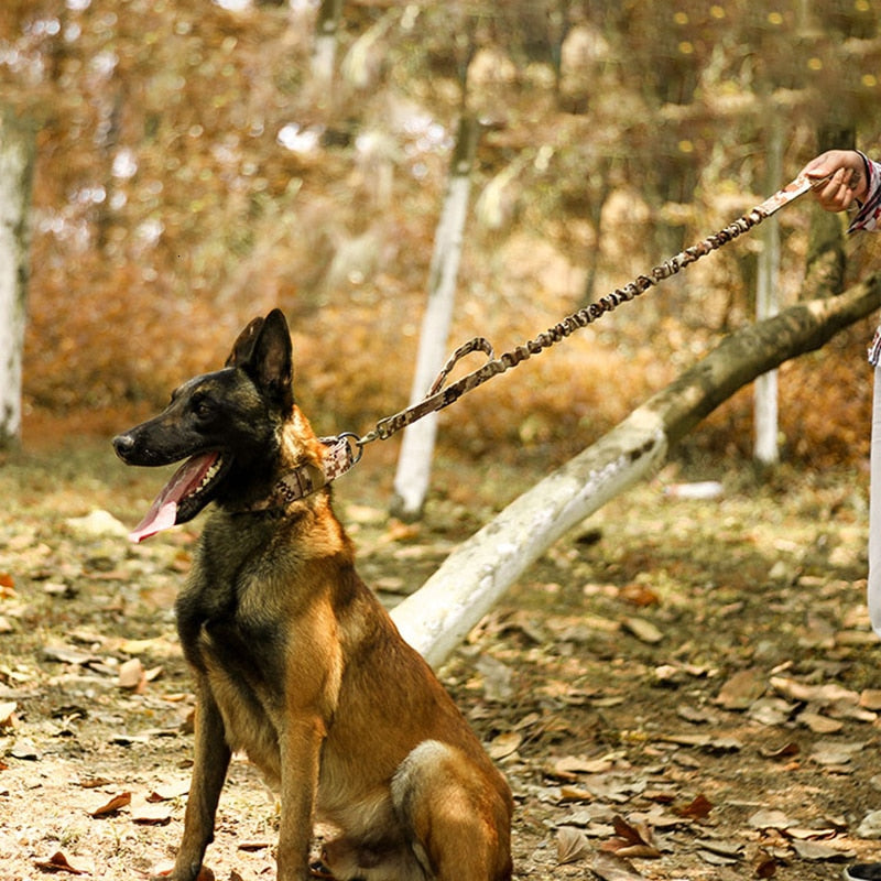 Hundehalsband: Robuster Komfort für mittlere & große Rassen!