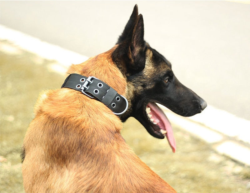 Hundehalsband: Robuster Komfort für mittlere & große Rassen!