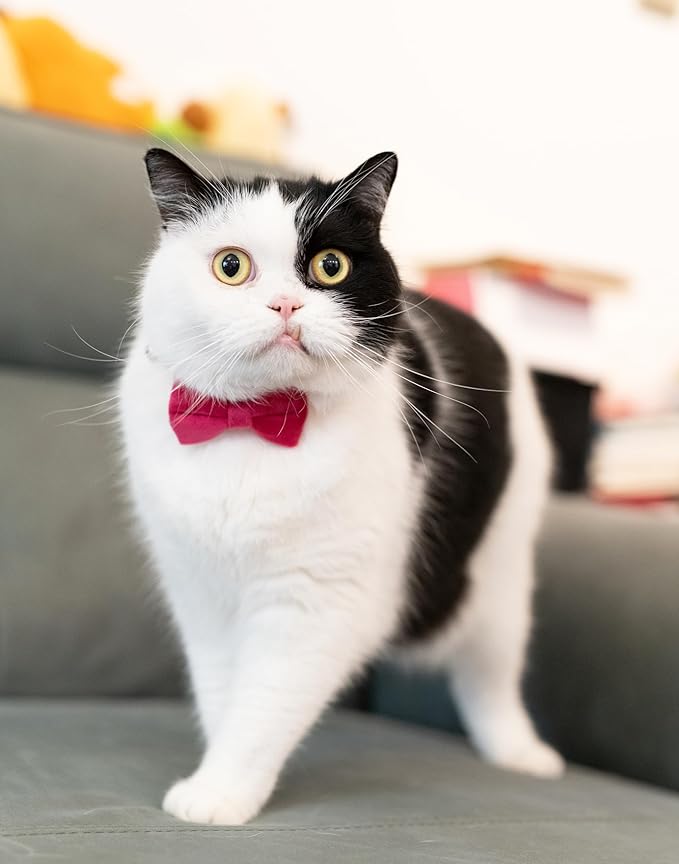 Katzenhalsband mit Samtschleife und Glöckchen