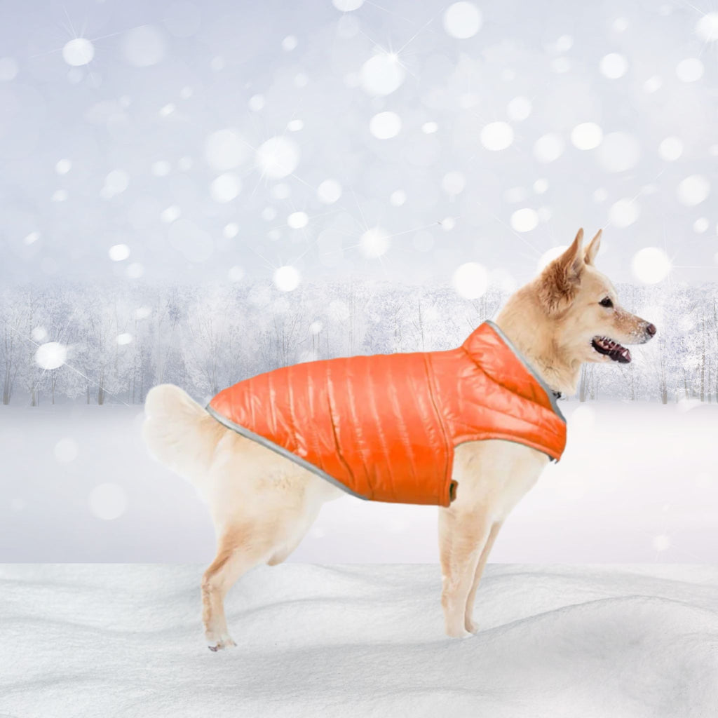 Warmer Winterspaß: Die Leichte, Wendbare Hunde-Weste aus Baumwolle