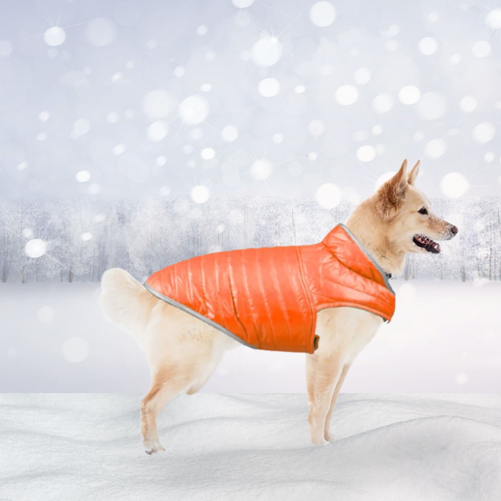 Warmer Winterspaß: Die Leichte, Wendbare Hunde-Weste aus Baumwolle