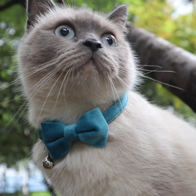 Katzenhalsband mit Samtschleife und Glöckchen