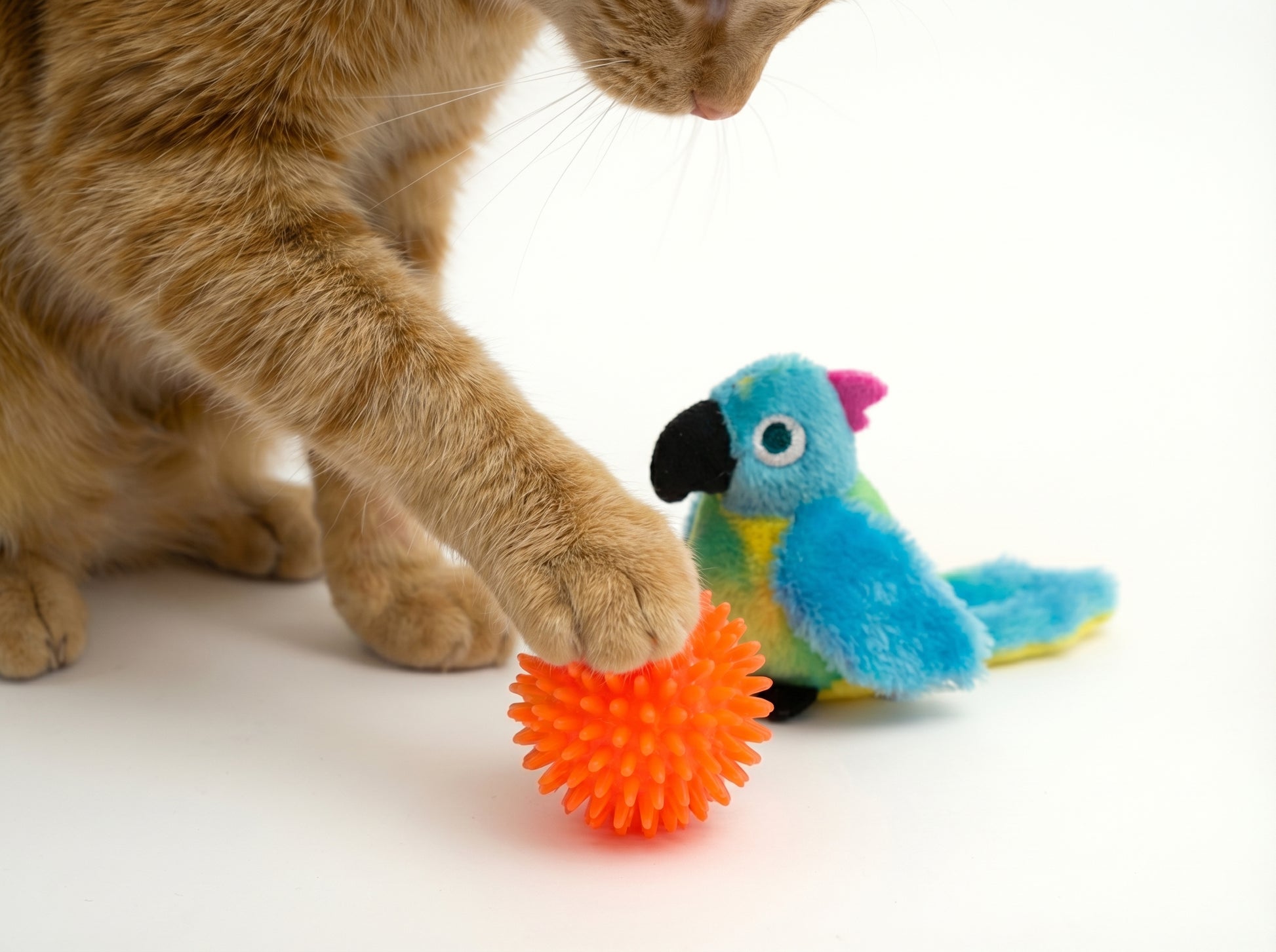 WufiBox für Katzen