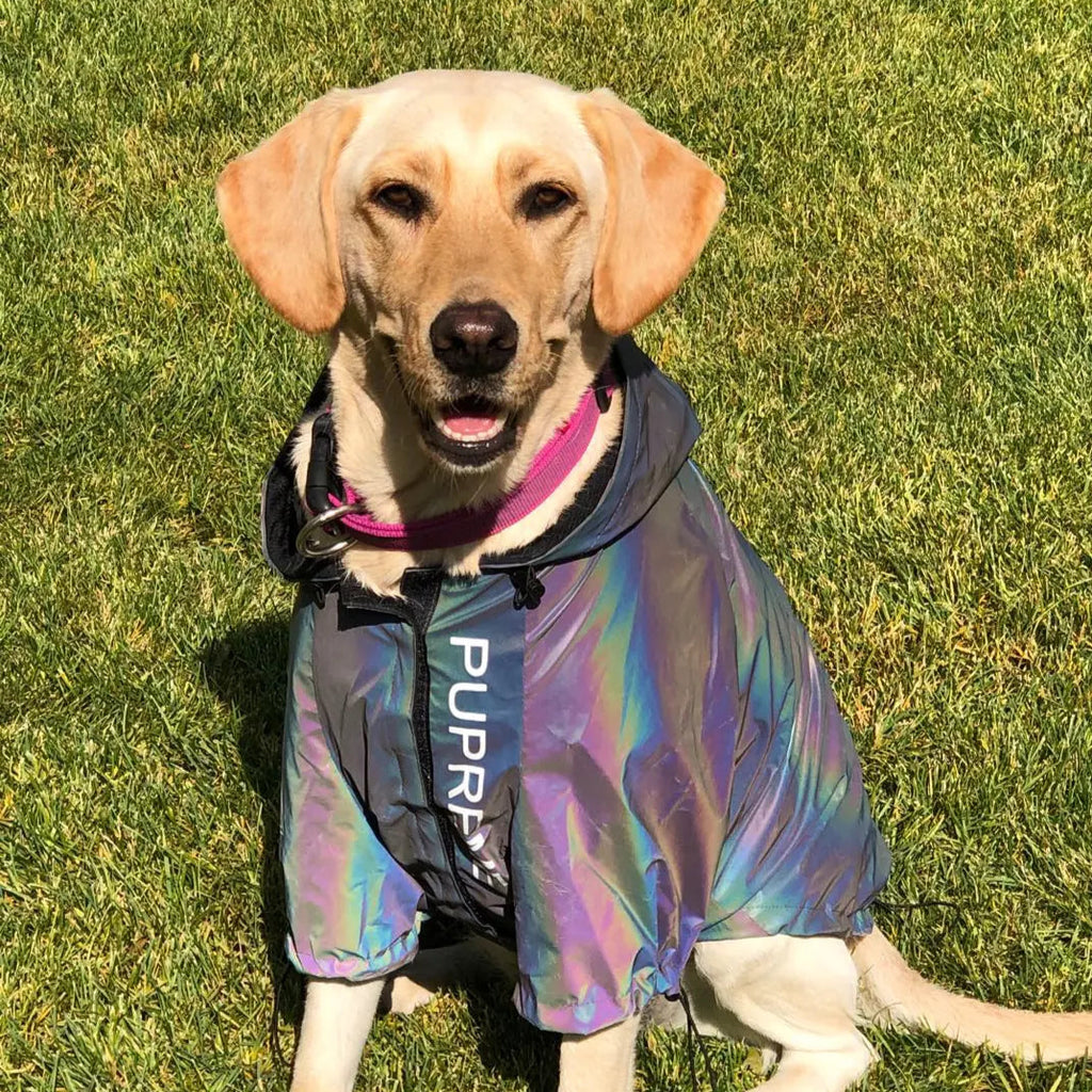 Sicher & Stilvoll im Regen: Unser Reflektierender Hunde-Regenmantel