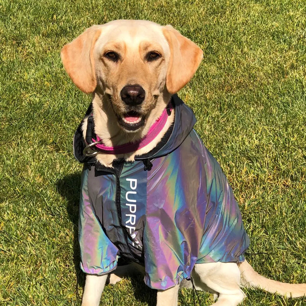Sicher & Stilvoll im Regen: Unser Reflektierender Hunde-Regenmantel