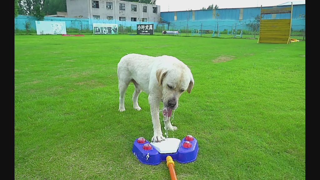 Smarte Hydration: Der Automatische Trinkbrunnen für Hunde!
