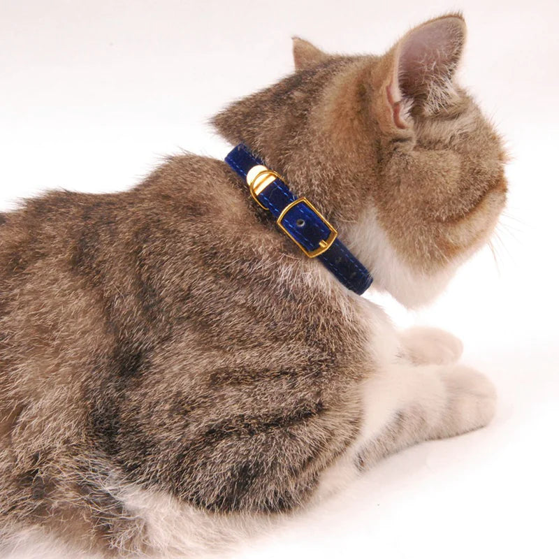 Katzenhalsband: Stilvoll und sicher