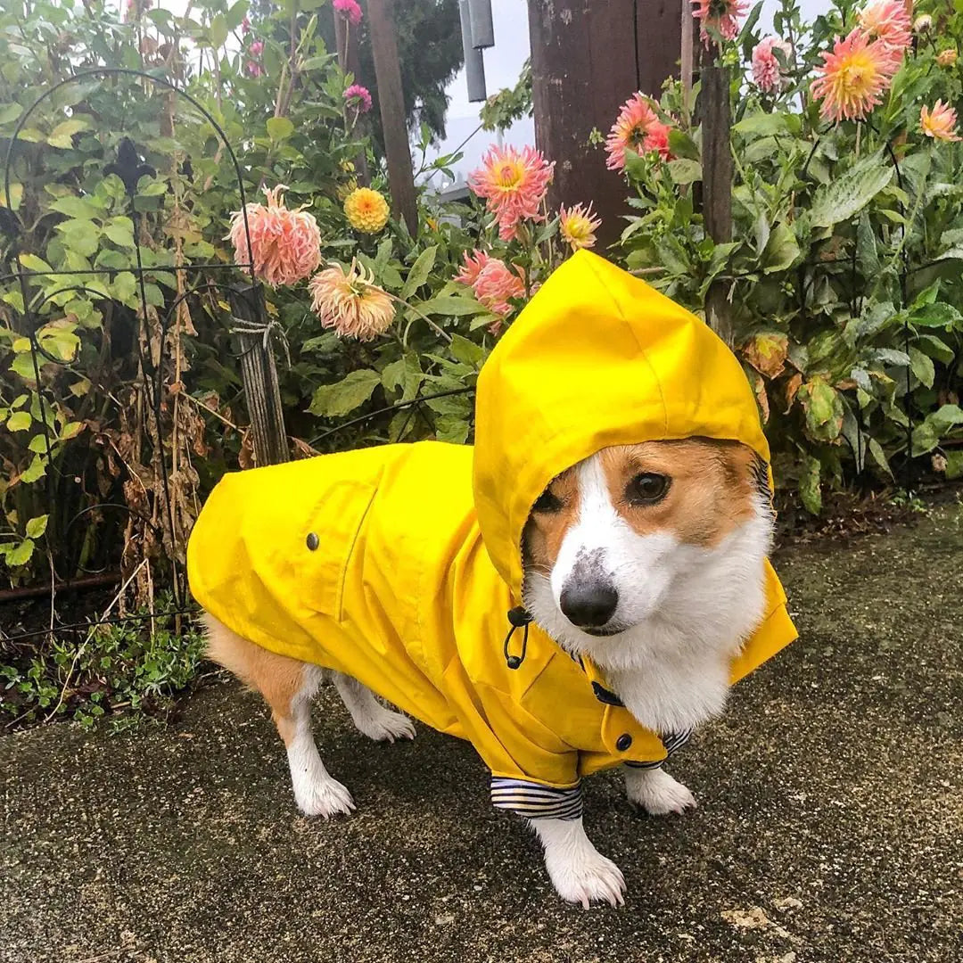 Der Britisch-Retro Regenmantel von Tide Brand für Ihren Hund